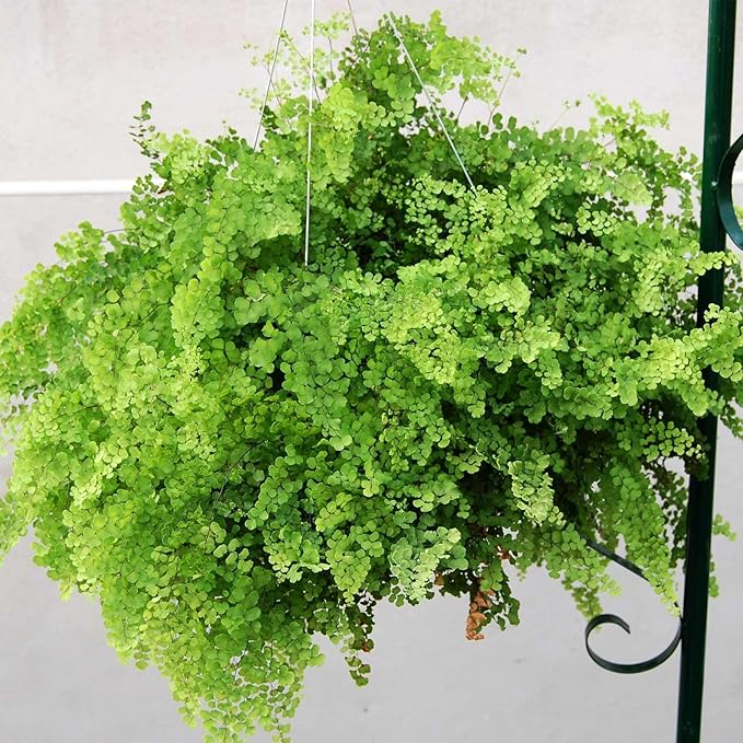 Bloom Master Hanging Baskets - 2 Gallon (48 Pack Bulk) - Hanging Planters for Outdoor Plants - Use as a Hanging Flower Basket, Strawberry Planter, Herb Planter, More - Hanging Pots for Plants Outdoor