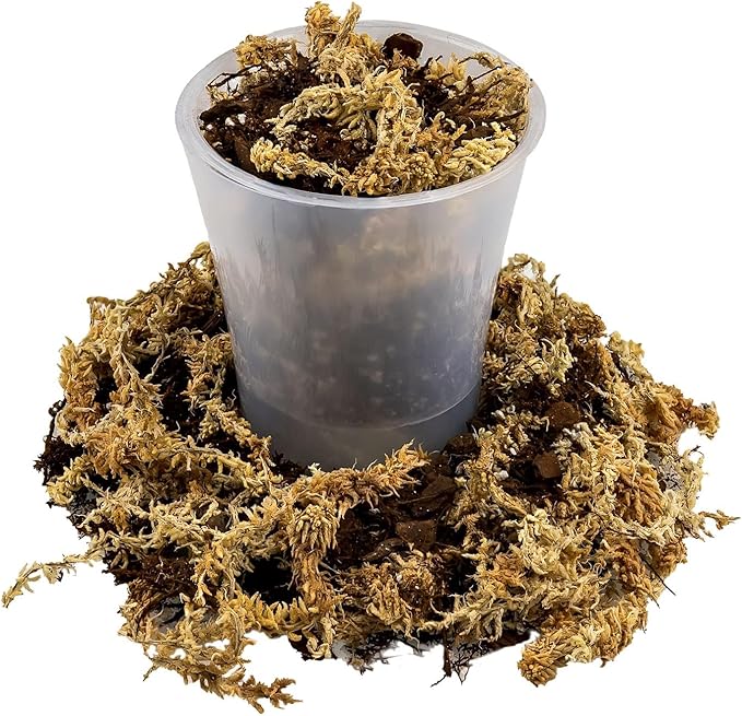 Gardenera Premium Orchid Mix by GARDENERA - 10 Quart - Fern + New Zealand Pine Bark + Sphagnum Moss + Perlite | Best for Growing and Repotting Orchids (2 Bags of 5 QT)