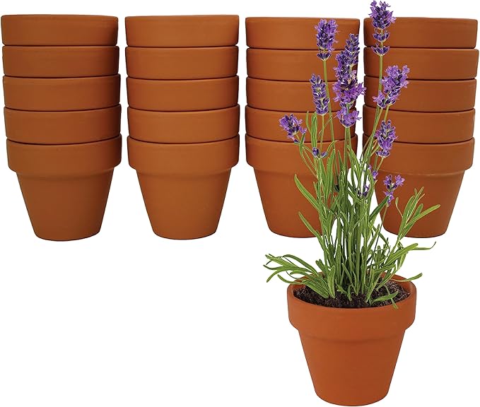 BUZZY Seeds Terracotta Mini Grow Pots – Herb Flower Plant Starter Kit Assorted 20-Pack with Lavender Seeds, Indoor Grow Your Own Gardening Gift for DIY Projects and Party Favors