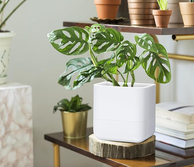 Phoenix Vine 6.5-Inch Wall Mounted Self-Watering Planter Pot for Indoor Houseplants and Herbs | Modern Hanging Planter for Window Sills, Bathroom Walls, Home & Office Décor, White, Set of 2, 01-WP-W-2