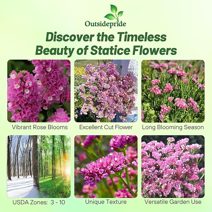 Outsidepride Rose Statice Flower Seeds - 1000 Pcs Annual Easy to Grow Drought Tolerant Flower Seeds for Floral Arrangements, Borders, & Pollinator Garden