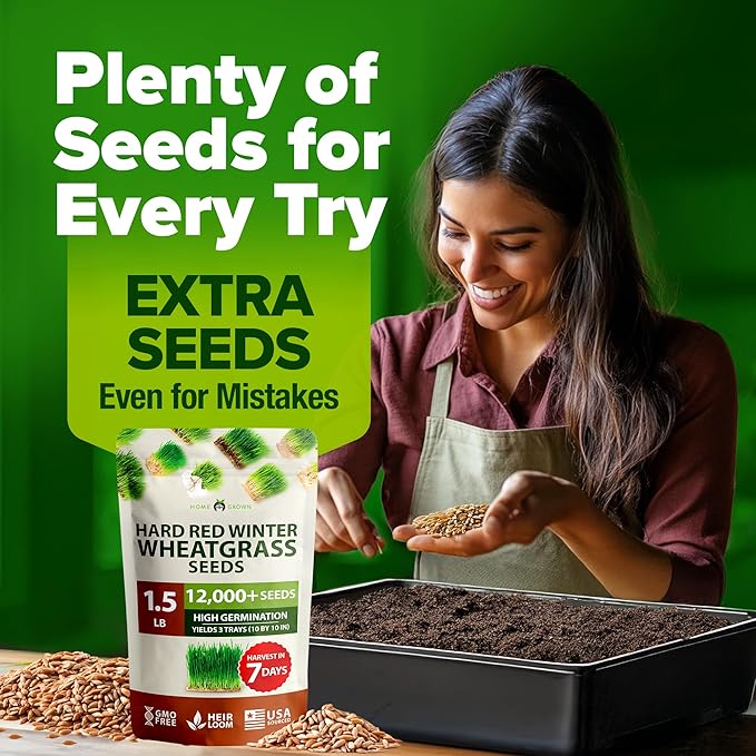 HOME GROWN 12,000+ Wheatgrass Seeds Bulk Pack(1.5 lb) Hard Red Winter Wheatgrass Heirloom, Sprouting for Juicing, Microgreens, Smoothies & Indoor Gardening(Triticum aestivum)