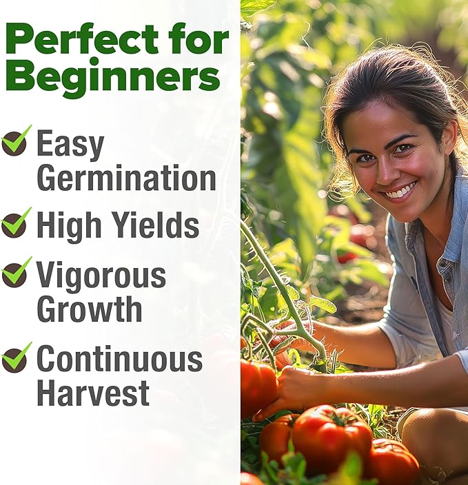 HOME GROWN Beefsteak Tomato Seed Pack - 300 Heirloom Tomato Seeds for Planting Outdoors High-Yield Non-GMO Vegetable Seeds for Growing Large, Meaty Tomatoes for Summer Dishes (Solanum lycopersicum)