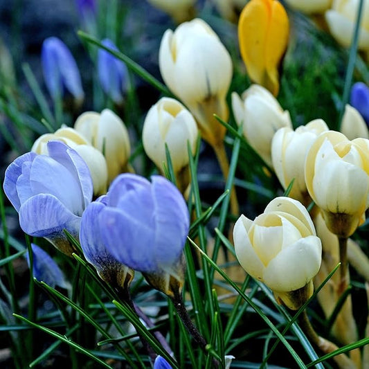 Easy to Grow Crocus Chrysanthus Mix 60 Plant Bulbs - Colorful Violet, Yellow, & White Flowers in Late Winter to Early Spring, Outdoor Zones 3-8