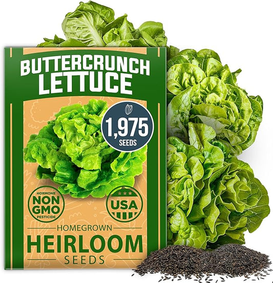 HOME GROWN Non GMO Buttercrunch Lettuce Seeds Bulk Pack - 1975 Heirloom Seeds for Hydroponic Garden Indoor Outdoor - Butter Lettuce Vegetable for Planting (Lactuca Sativa)