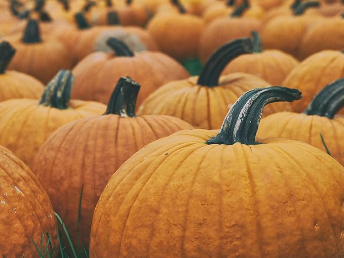 Park Seed Howden Pumpkin Seeds – Non-GMO, Classic Deep Orange Pumpkins for Carving & Display, High-Yielding Plants, 20–30 lb Fruits, Ribbed Halloween Favorite, Pack of 25