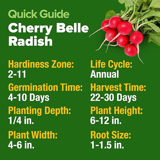 HOME GROWN Non GMO Cherry Belle Radish Seeds 800+ Heirloom Vegetable Seeds for Planting Outdoors Harvest in 30 Days Red Radishes, Spring and Fall Garden(Raphanus Sativus)