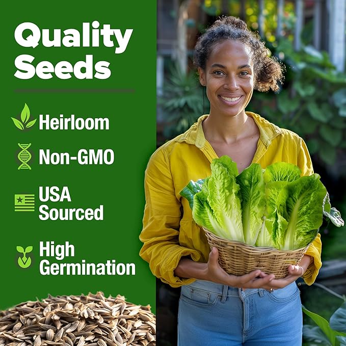 HOME GROWN Non GMO Parris Island Romaine Lettuce 3,500+ High Germination Heirloom Lettuce for Planting Crisp Heads for Garden & Hydroponics, Indoor Outdoor (Lactuca Sativa)