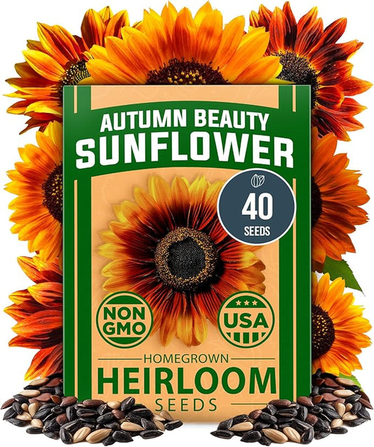 HOME GROWN Autumn Beauty Sunflower Seeds to Plant 40 Heirloom Non-GMO Sunflower Seeds for Planting Blooms for Pollinator Support, and Ornamental Flower Garden (Helianthus annuus)