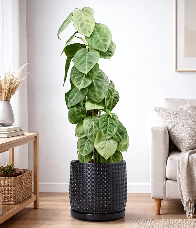 D'vine Dev 10 Inch Ceramic Beaded Stoneware Planter Pot - Flower Pot with Drainage Holes and Saucers for Indoor Succulent Plants or Flowers, Ebony Matte, 27-C-P-6