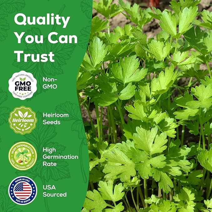 Italian Giant Parsley Seeds for Planting - 500+ Heirloom, Non-GMO Seeds - Herb Seeds Packet for Plating Home Garden, Herb Garden - Indoor/Outdoor, Easy to Grow