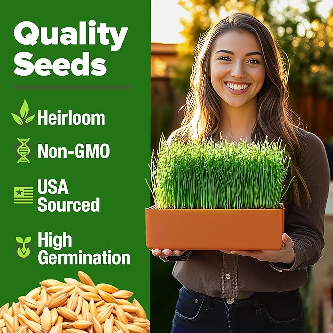 HOME GROWN 12,000+ Wheatgrass Seeds Bulk Pack(1.5 lb) Hard Red Winter Wheatgrass Heirloom, Sprouting for Juicing, Microgreens, Smoothies & Indoor Gardening(Triticum aestivum)