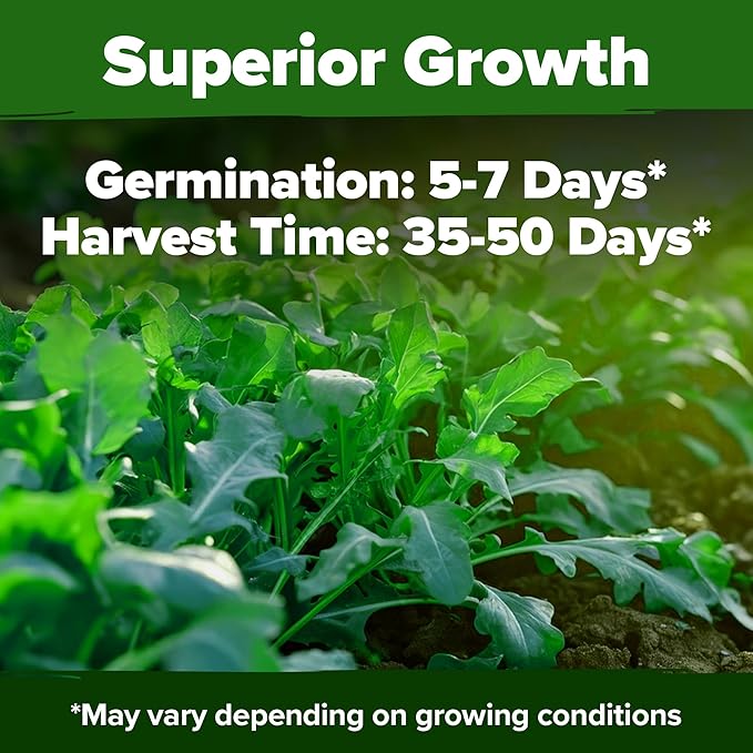 HOME GROWN Non GMO Arugula Roquette Seeds Pack 2,175 Heirloom Arugula Seeds for Planting Best for Outdoor Gardens,Providing Fast-Growing Greens for Salads - Eruca vesicaria