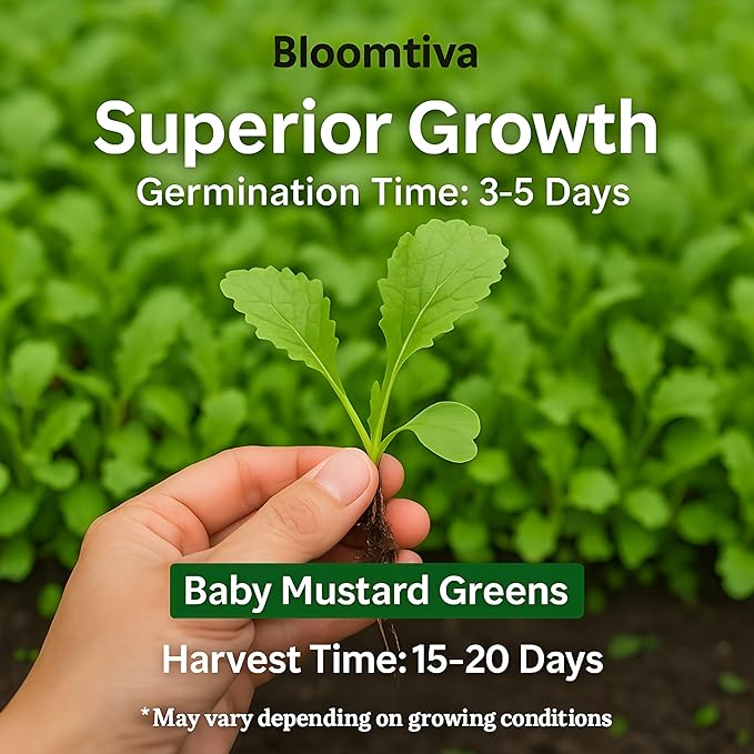 Bloomtiva 2200 Baby Mustard Greens Seeds for Planting - CAI Xanh an Non - Super Fast Harvest - Heirloom 𝗡𝗢𝗡-𝗚𝗠𝗢 Mustard Seed - High Germination Rate – Grown in USA (Brassica juncea)