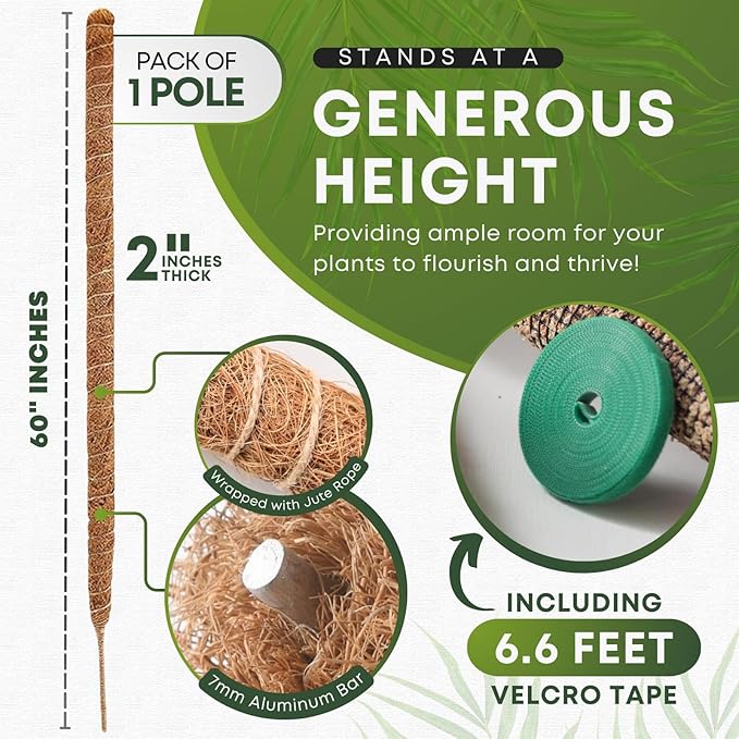 Auraville Moss Pole Monstera Plant Support | 60 Inch Plant Stakes for Indoor Plants | Coconut Palm Fiber Moss Poles for Climbing Plants | Handmade Plant Sticks Support Tall Monstera, Pothos & More