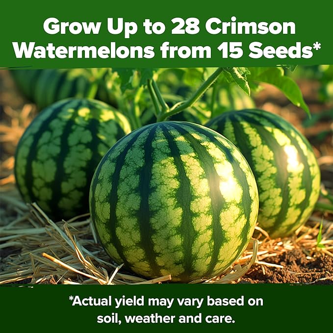 HOME GROWN Non GMO Organic Watermelon Vegetable Seeds (Crimson Sweet) 15 Non-GMO, Heirloom Water Melon (7g) for Planting in Home Gardens or Beds Outdoors Citrullus lanatus
