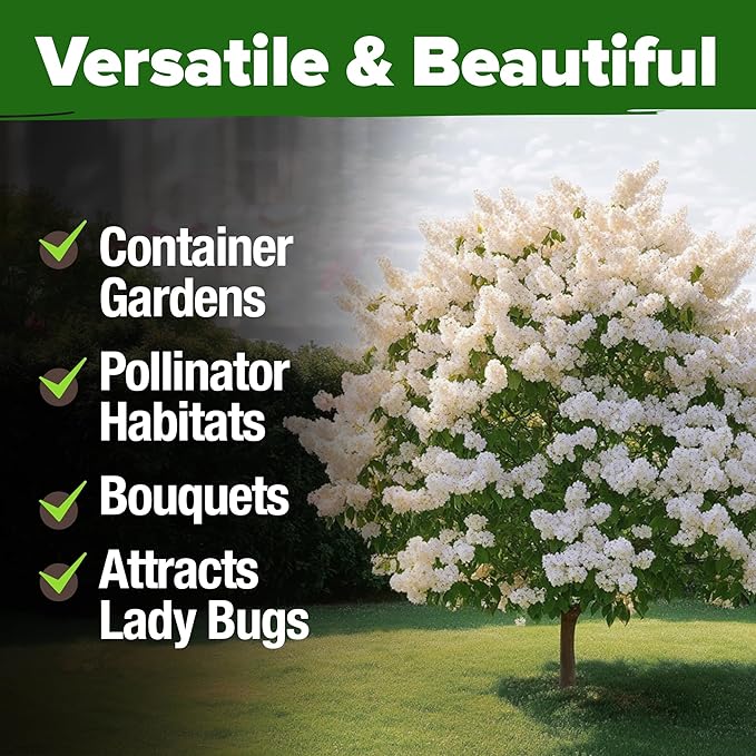 HOME GROWN 53 White Lilac Flower Seeds Non-GMO, Heirloom Tree Seeds for Planting, Fragrant Flowering Tree Seeds for Landscaping, Pollinator Gardens, and Ornamental Borders (Syringa reticulata)