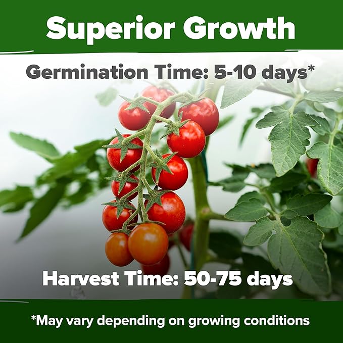 HOME GROWN Large Red Cherry Tomato Seeds Pack 500 High Germination Heirloom Seeds Vegetable Seeds for Garden,Homestead & Self-Sufficient Growing(Solanum lycopersicum)