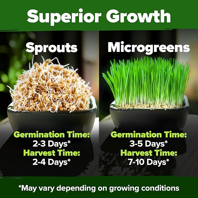 HOME GROWN 12,000+ Wheatgrass Seeds Bulk Pack(1.5 lb) Hard Red Winter Wheatgrass Heirloom, Sprouting for Juicing, Microgreens, Smoothies & Indoor Gardening(Triticum aestivum)