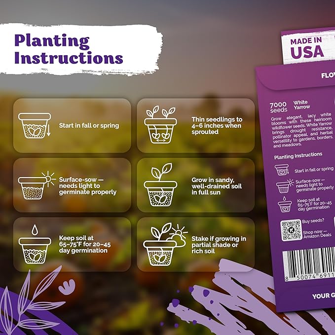 KVITER 7000 White Yarrow Seeds for Planting (Achillea Millefolium) — Perennial Flower Seeds to Plant Outside, Heirloom & Organic — Native Wildflower Seed for Herb Garden, Beds, Containers & Meadows