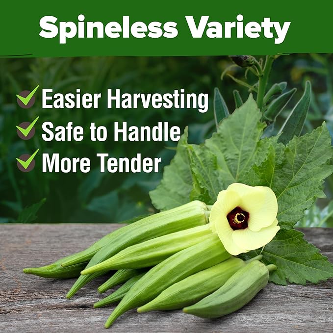 HOME GROWN Non GMO Clemson Spineless Okra Seeds 101+ Heirloom Vegetable Seeds for Planting Easy to Grow Outdoor Summer Garden High Germination Rate (Abelmoschus esculentus)