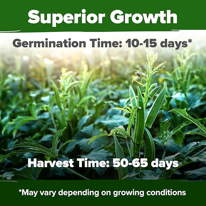 HOME GROWN Non GMO Clemson Spineless Okra Seeds 101+ Heirloom Vegetable Seeds for Planting Easy to Grow Outdoor Summer Garden High Germination Rate (Abelmoschus esculentus)