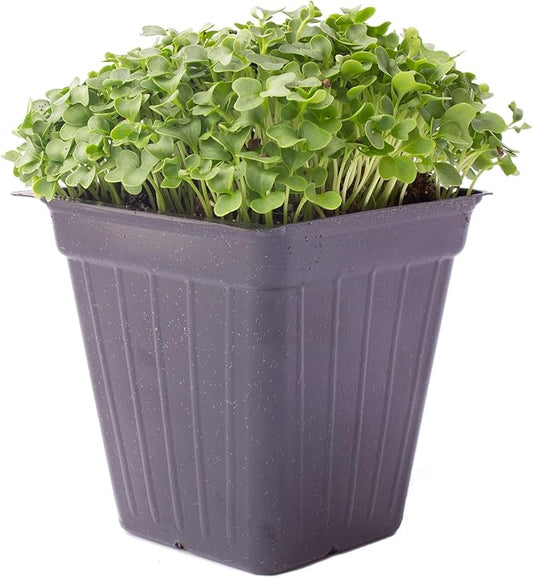 Kale Microgreens Seeds - 4 Oz ~32,000 Seeds - Non-GMO - Seed for Growing Micro Greens - Premium, High Germination Rate Seed - Brassica oleracea
