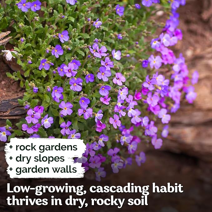 KVITER 1,000 Purple Rock Cress Seeds Perennial (Aubrieta deltoidea) - Aubrieta Seed, Lilacbush, Non-GMO & Organic Ground Cover Seed - Ideal Flower Seeds for Planting in Beds, Rock Garden & Walls