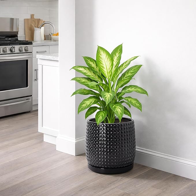 D'vine Dev 8 Inch Ceramic Beaded Stoneware Planter Pot - Flower Pot with Drainage Holes and Saucers for Indoor Succulent Plants or Flowers, Glossy Black, 27-C-Q-2