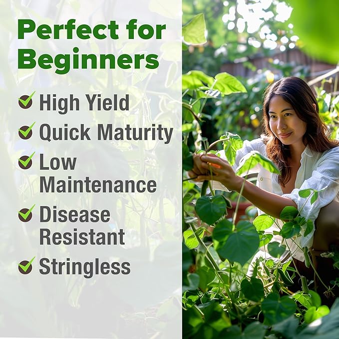 HOME GROWN Non GMO Contender Bush Bean Pack - 28 Heirloom Green Beans, Vegetable Seeds for Planting, Emergency Food Supply (Phaseolus vulgaris)