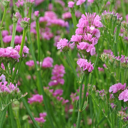 Outsidepride Rose Statice Flower Seeds - 1000 Pcs Annual Easy to Grow Drought Tolerant Flower Seeds for Floral Arrangements, Borders, & Pollinator Garden