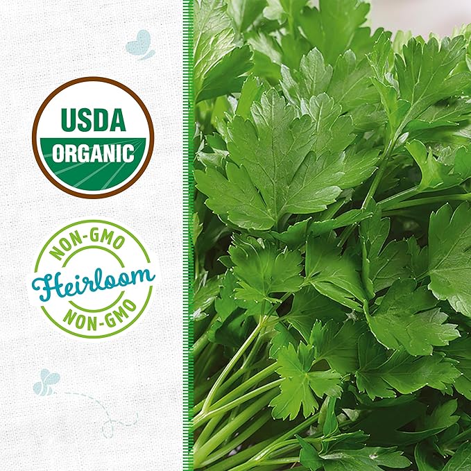 Back to The Roots 100% Organic Heirloom Seeds - Giant of Italy Parsley Value Pack (840mg Total)