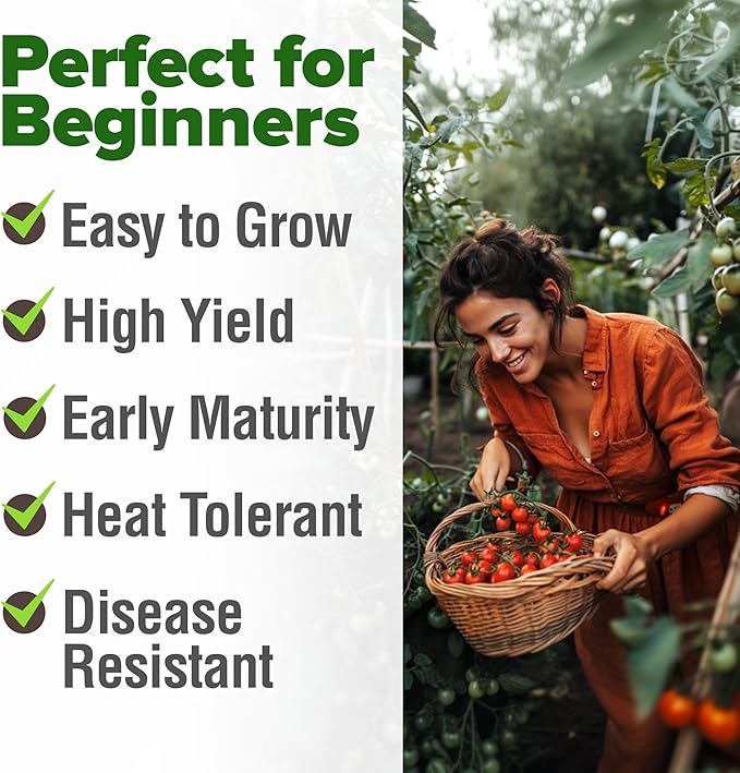 HOME GROWN Large Red Cherry Tomato Seeds Pack 500 High Germination Heirloom Seeds Vegetable Seeds for Garden,Homestead & Self-Sufficient Growing(Solanum lycopersicum)