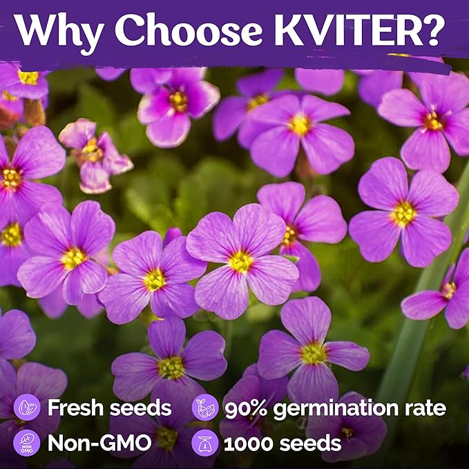 KVITER 1,000 Purple Rock Cress Seeds Perennial (Aubrieta deltoidea) - Aubrieta Seed, Lilacbush, Non-GMO & Organic Ground Cover Seed - Ideal Flower Seeds for Planting in Beds, Rock Garden & Walls