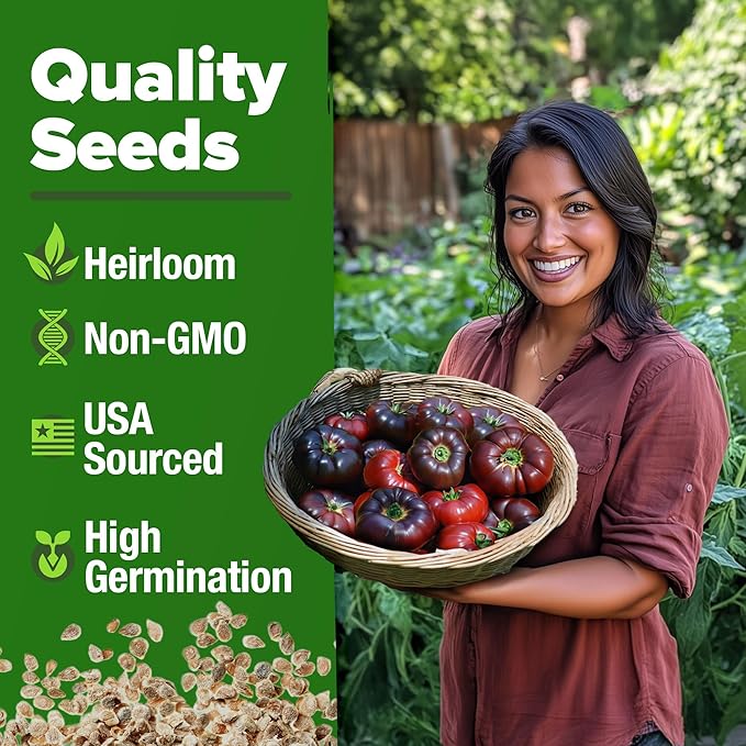 HOME GROWN Non GMO Cherokee Purple Tomato Seeds 1 Pack (Solanum lycopersicum) - 106 Seeds, Tomato for Planting - Heirloom Vegetable Seeds with High Germination Rate