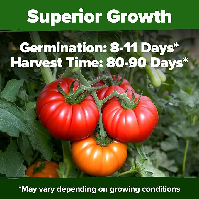 HOME GROWN Beefsteak Tomato Seed Pack - 300 Heirloom Tomato Seeds for Planting Outdoors High-Yield Non-GMO Vegetable Seeds for Growing Large, Meaty Tomatoes for Summer Dishes (Solanum lycopersicum)
