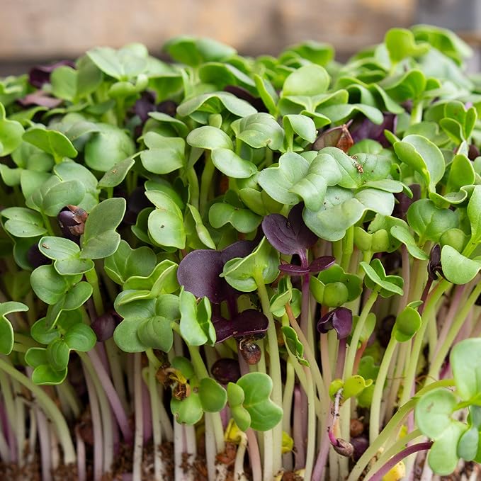 Colorful Radish Microgreens Seeds Mix - 5 Lb ~ 13375 Seeds - Colorful Blend of Radish Microgreens Including Green, Red Stem and Purple Microgreen - Grow Micro Greens