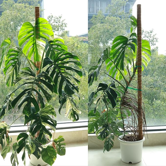 Moss Pole for Plants 4 Pack Natural Coco Coir Climbing Support Stakes with Plant Ties Indoor Monstera Plant Training Extension Poles 7.9inch Each Total 31.6 inch