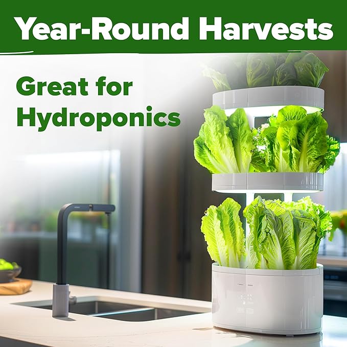 HOME GROWN Non GMO Parris Island Romaine Lettuce 3,500+ High Germination Heirloom Lettuce for Planting Crisp Heads for Garden & Hydroponics, Indoor Outdoor (Lactuca Sativa)