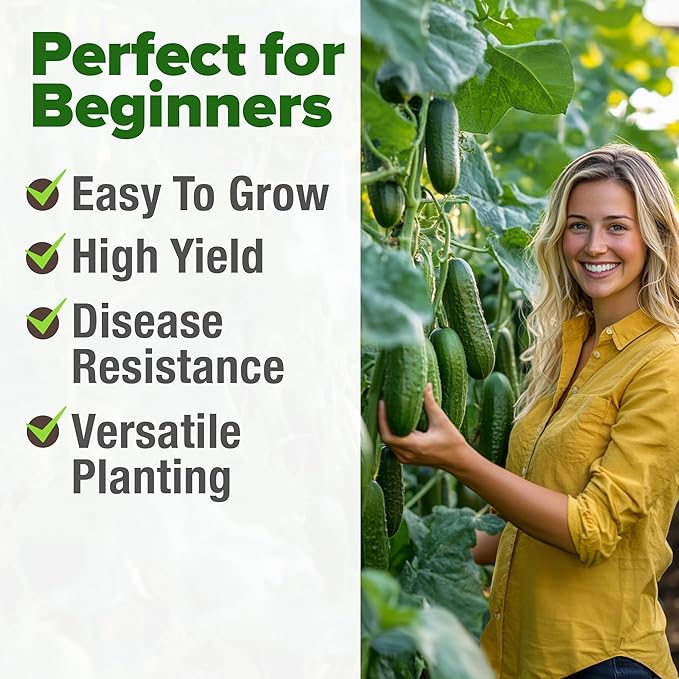 HOME GROWN Non GMO Organic Cucumber Seeds - 200 Marketmore Heirloom Vegetable Seeds for Planting in Trellises, Raised Beds, Containers (Cucumis sativus)
