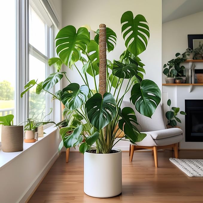 EcoNour 28" 2 Pack Moss Pole | Moss Pole Monstera Plant Support | Plant Sticks for Indoor Climbing Plants | Support for Potted Plants Like Pothos, Philodendrons, and More
