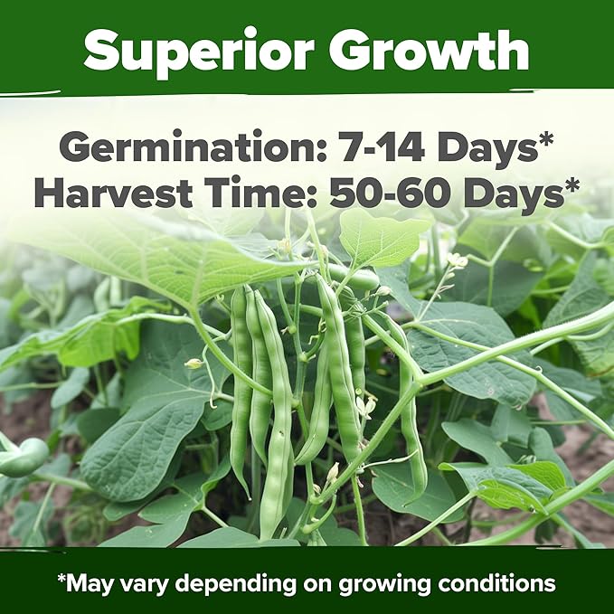 HOME GROWN Non GMO Contender Bush Bean Pack - 28 Heirloom Green Beans, Vegetable Seeds for Planting, Emergency Food Supply (Phaseolus vulgaris)