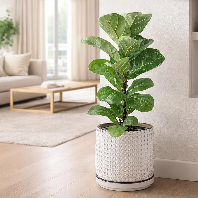 D'vine Dev 10 Inch Ceramic Beaded Stoneware Planter Pot - Flower Pot with Drainage Holes and Saucers for Indoor Succulent Plants or Flowers, Smoked White, 27-C-P-1