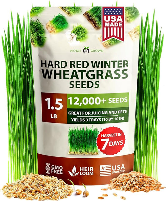 HOME GROWN 12,000+ Wheatgrass Seeds Bulk Pack(1.5 lb) Hard Red Winter Wheatgrass Heirloom, Sprouting for Juicing, Microgreens, Smoothies & Indoor Gardening(Triticum aestivum)