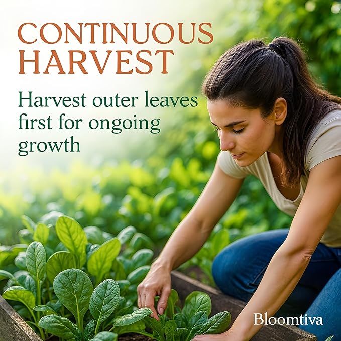 Bloomsdale Spinach Seeds for Planting Outdoors and Indoors - 715 Heirloom 𝗡𝗢𝗡-𝗚𝗠𝗢 Spinach Seeds for Hydroponics – High Germination Rate - Made in 𝗨𝗦𝗔 (Spinacia Oleracea)