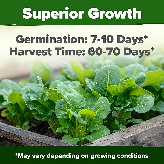 HOME GROWN Non GMO Parris Island Romaine Lettuce 3,500+ High Germination Heirloom Lettuce for Planting Crisp Heads for Garden & Hydroponics, Indoor Outdoor (Lactuca Sativa)