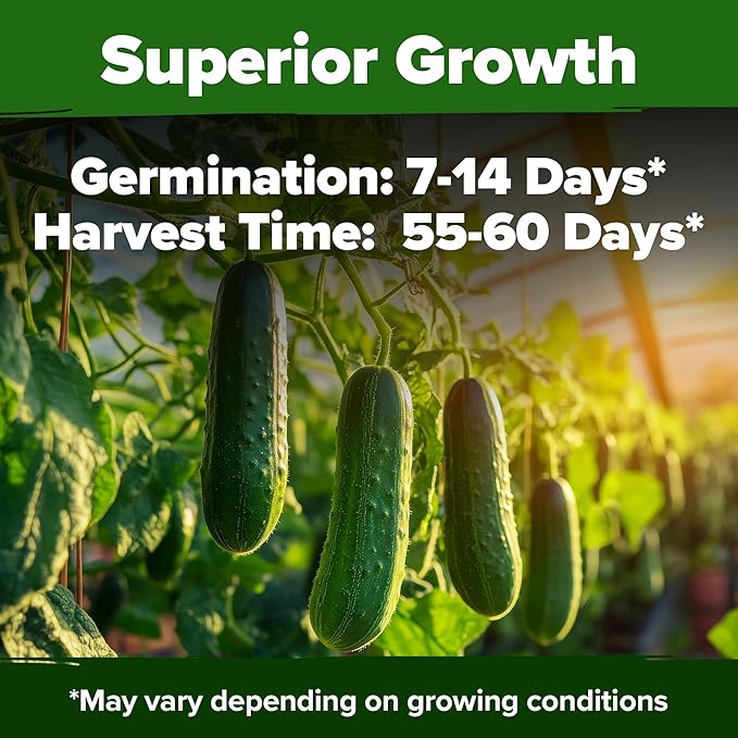 HOME GROWN Non GMO Organic Cucumber Seeds - 200 Marketmore Heirloom Vegetable Seeds for Planting in Trellises, Raised Beds, Containers (Cucumis sativus)