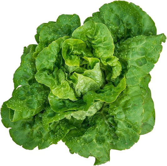 Burpee Buttercrunch Lettuce Seeds 500 seeds