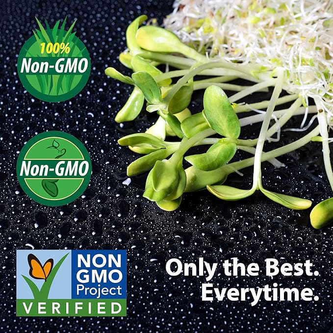 Bulk Slow Bolt Cilantro Seeds – 1 LB – 40,000+ Non-GMO Heirloom Seeds – High-Germination for Microgreens, Herb Gardens & Outdoor Planting – Fresh Coriander Greens for Cooking & Garnishes