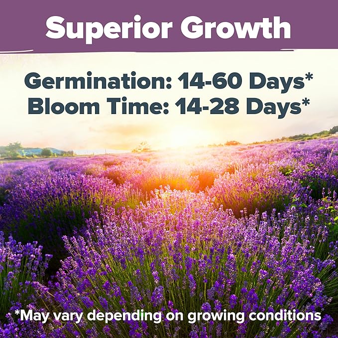 HOME GROWN Non GMO English Lavender Seeds 1,500+ Wildflower Seed for Planting Indoor/Outdoor, High Germination, Plant Flower Seeds (Lavandula antustifolia)